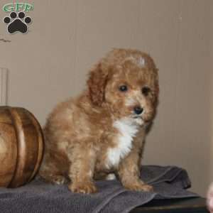 Pumpkin Spice, Bich-Poo Puppy